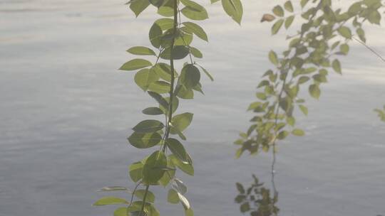 辣蓼开花视频素材模板下载