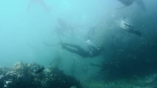 海豹围着潜水员游动视频素材模板下载
