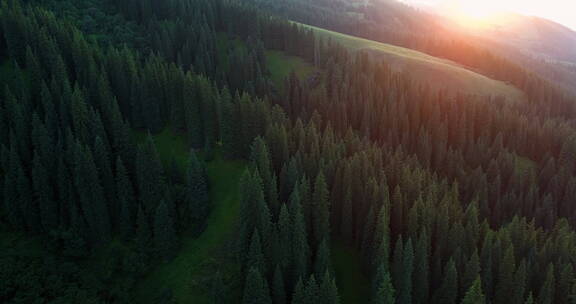 日落下松树林航拍森林