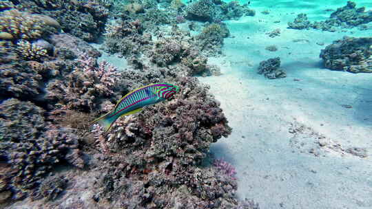 水肺潜水员附近清澈的珊瑚礁海中游泳的彩色