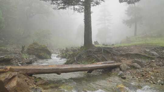 山茶树山茶果视频宣传片素材