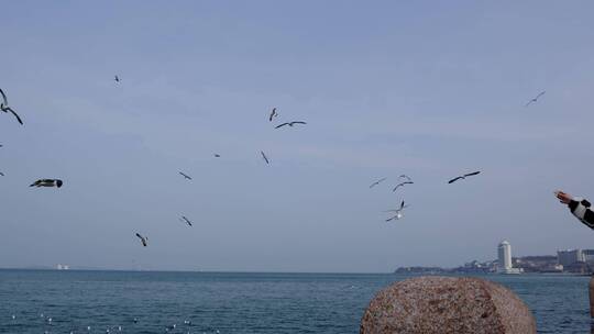 海滨城市海面上飞翔盘旋栖息的海鸥