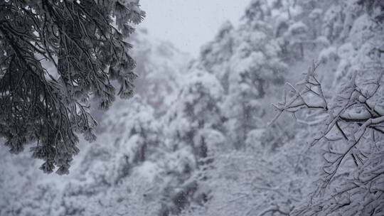 黄山雪景雾凇