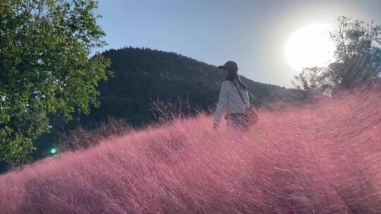 济南龙洞风景区，粉黛乱子草花海秋景迷人