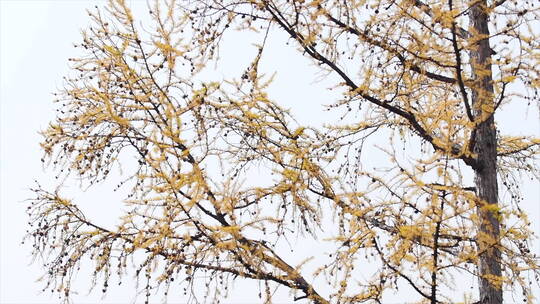深秋 挂满果实的松树 落叶松松果 金色松枝