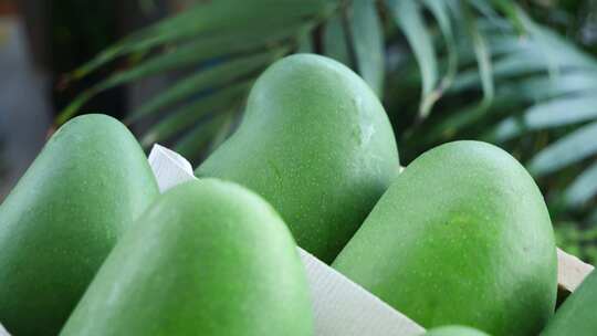 攀枝花椰香芒果