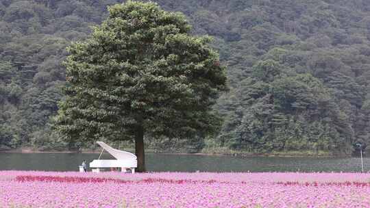 广州市从化区石门森林公园天池花海景观