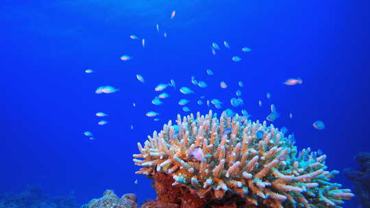 蓝水背景和珊瑚