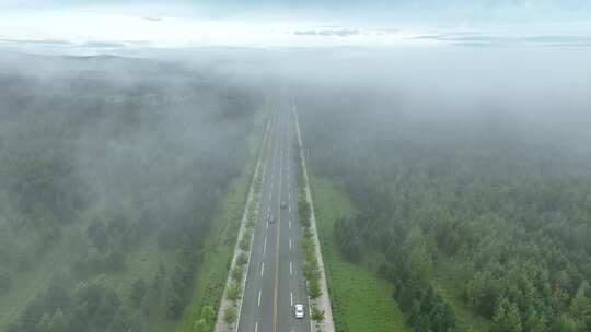 晨雾中林间道路上行驶的汽车