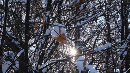 逆光拍摄冬天下雪后树枝上的枯叶和积雪