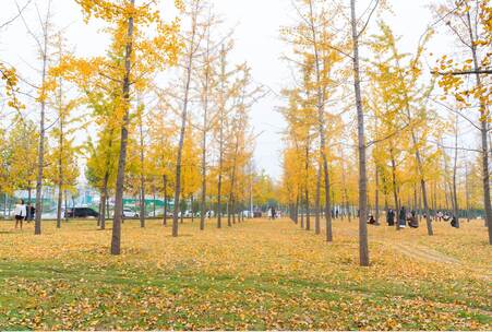 秋季银杏树林延时