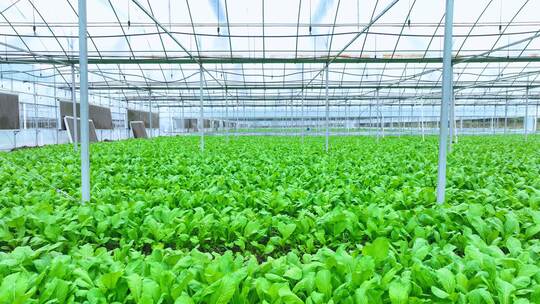 蔬菜青菜上海青种植