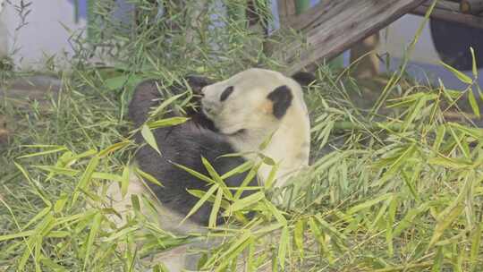 国宝四川大熊猫华荣吃喝玩乐视频素材模板下载