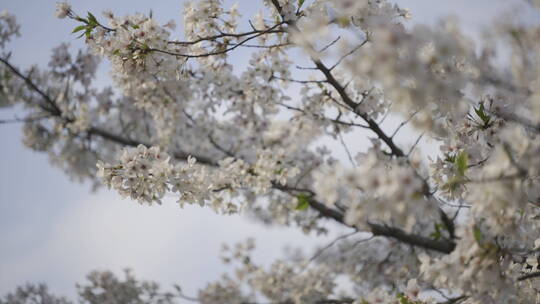 樱花花开春天