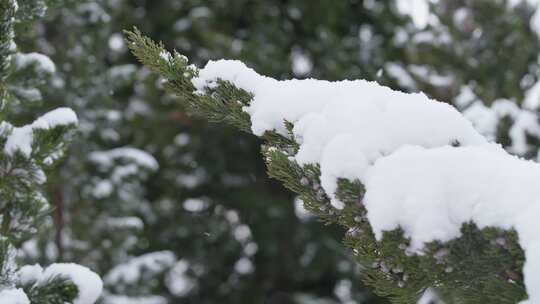 冬天下雪唯美雪景松树枝头被雪覆盖