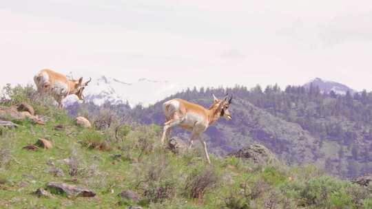 怀俄明州黄石国家公园的叉角羚沿着山脊行走