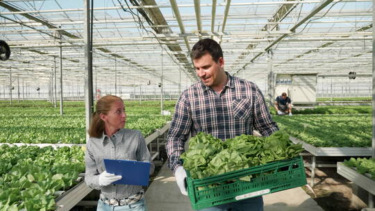  采用现代种植技术种蔬菜的菜农和技术员