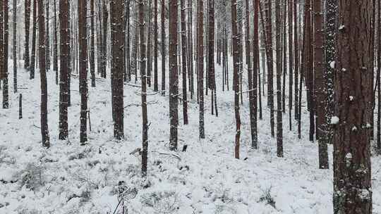 白雪覆盖的树林的视频