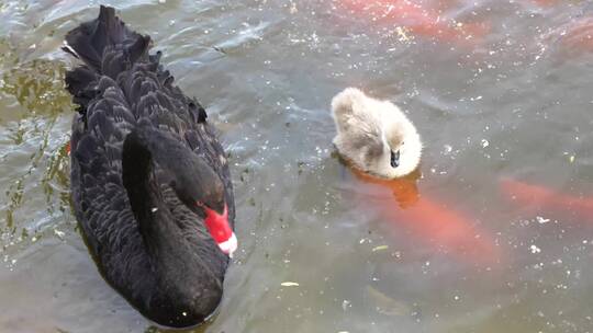 黑天鹅带着幼崽在水中觅食
