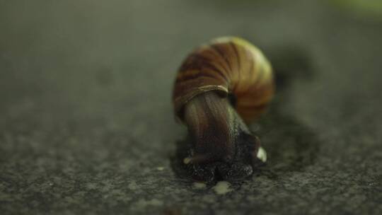 大自然蜗牛缓慢爬行