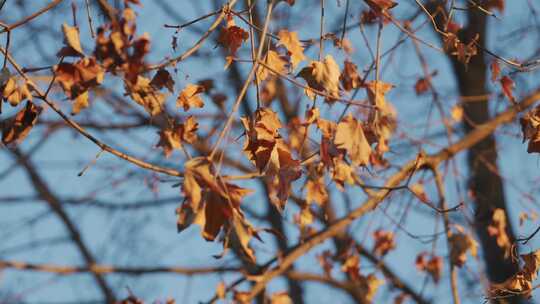 秋天的五角枫叶视频素材模板下载