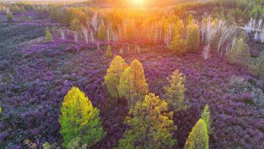 内蒙古达尔滨湖火山岩杜鹃花绽放