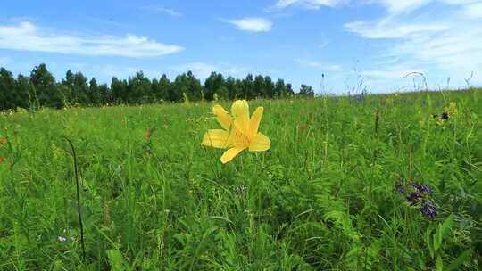 大兴安岭野花黄花菜黄色的花忘忧草视频素材模板下载