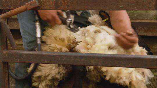 英国男性农场工人剪毛羊的特写