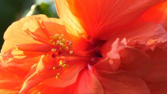 橙色的芙蓉花