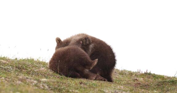 棕熊幼崽野外草地玩耍打闹慢镜头合集