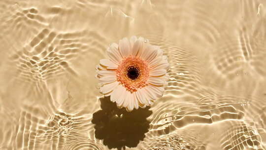 向日葵花非洲菊花瓣花在水面上有水滴