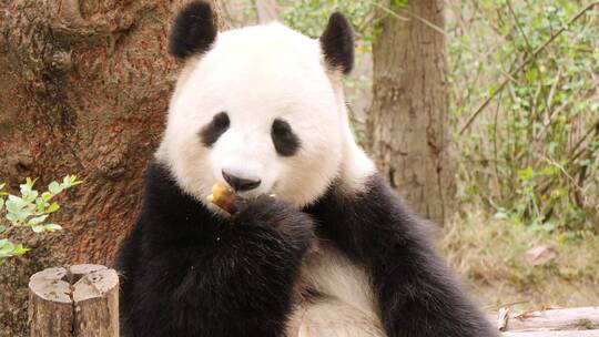 正在吃竹子的熊猫