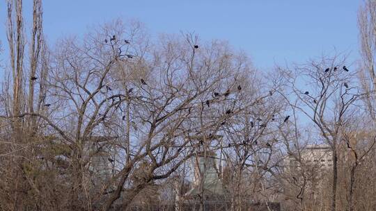 【镜头合集】枯树枝上一群乌鸦盘旋