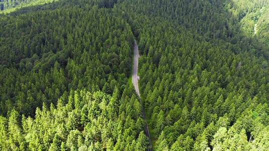 森林中的道路