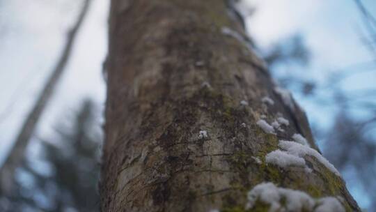 雪中长满青苔的树干