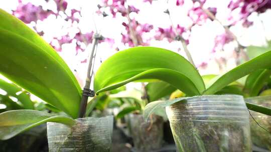 大棚种植蝴蝶兰 大棚种植花卉 花卉种植