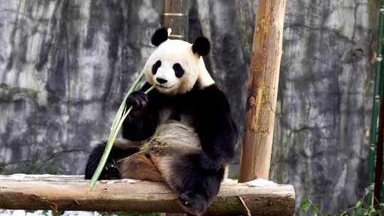 可爱的大熊猫坐着吃竹子