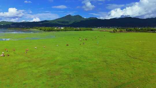 拉市海湿地公园夏天