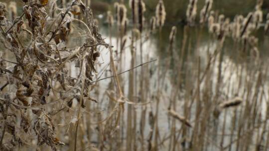 池塘边干枯的芦苇视频素材模板下载