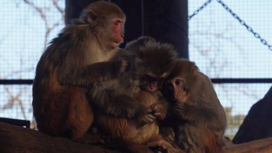 猴子一家抱在一起取暖温馨
