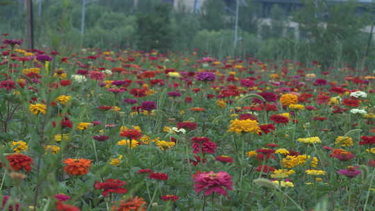 花 菊花 花海