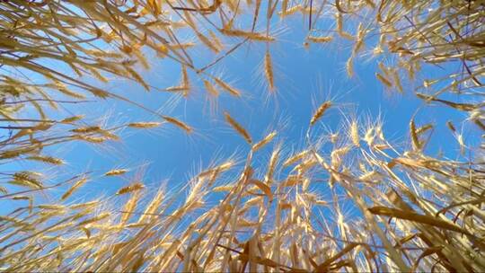 金色小麦和蓝天的全景
