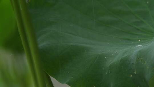 夏天雨季唯美荷叶