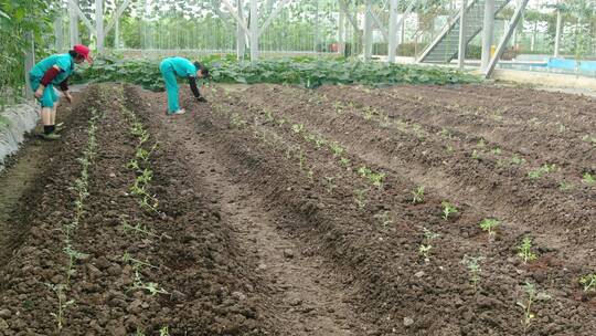 农民种植蔬菜视频素材模板下载