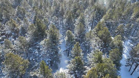 下雪时的绿色樟子松松林航拍