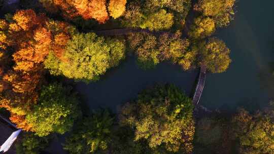 杭州西溪湿地光影秋色航拍视频素材模板下载