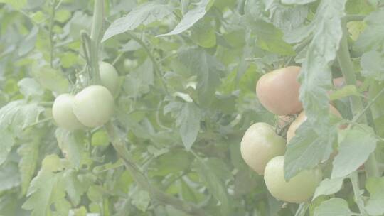 番茄种植LOG视频素材