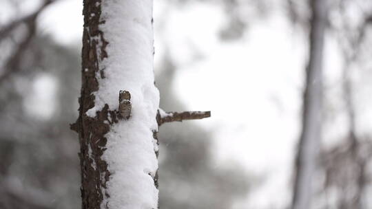 树干上的积雪