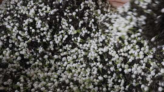 升格慢动作微距特写茉莉花与茉莉花茶制作