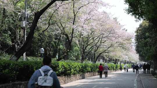 武汉大学樱花树